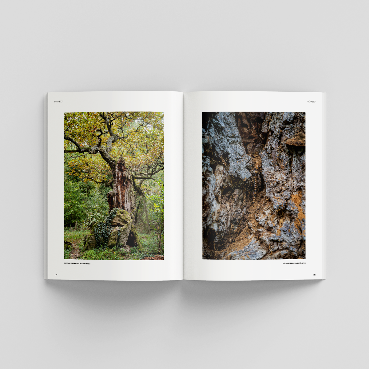 Magyar Krónika 116. szám - Image 6